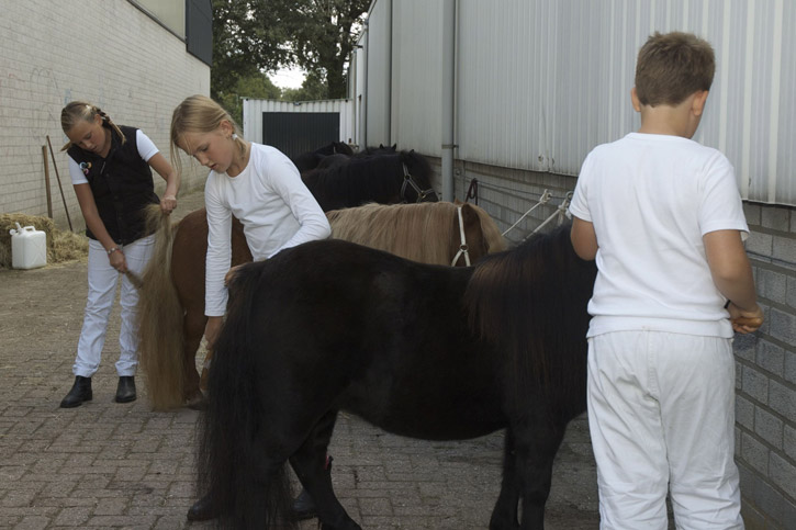 De kleinkinderen Harm & Vera helpen met het toiletteren van de pony's 